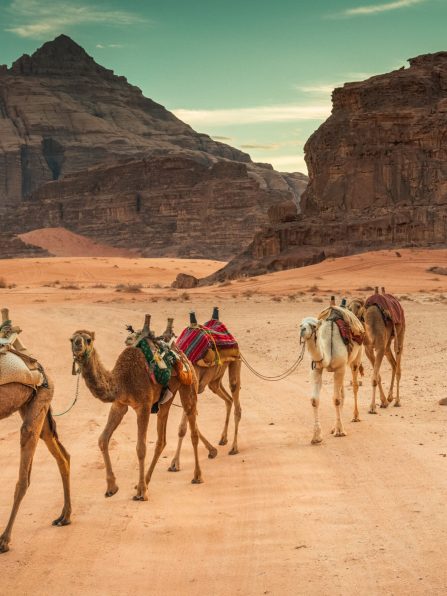 Camels riding in Wadi Rum desert, Jordan, Unesco Heritage